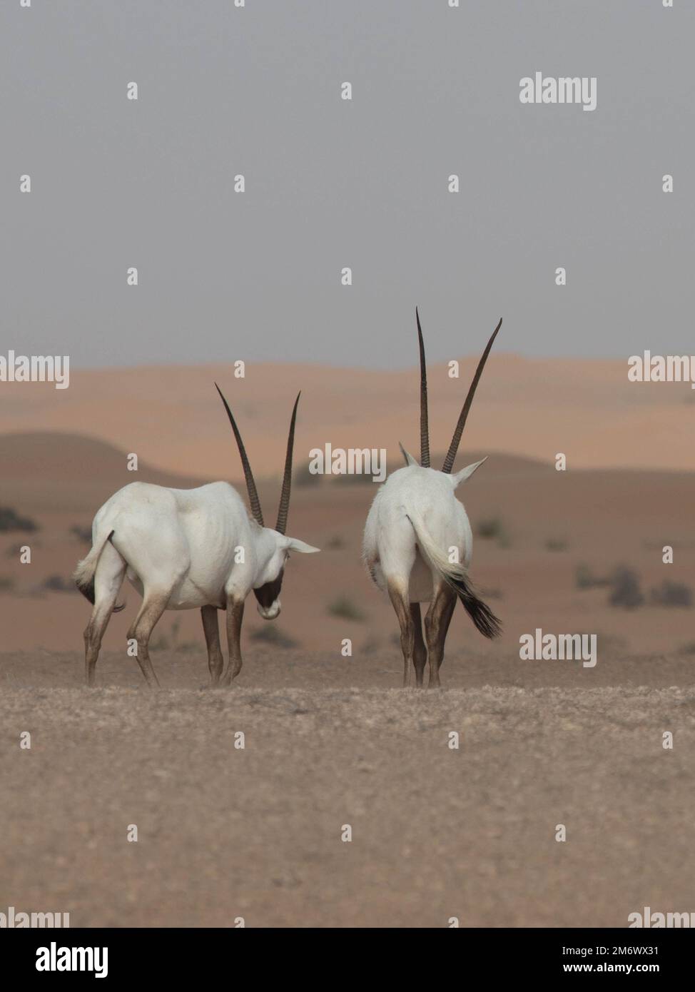 Deux oryxes arabes dans un paysage désertique s'éloignent de la scène. Dubaï, Émirats arabes Unis. Banque D'Images