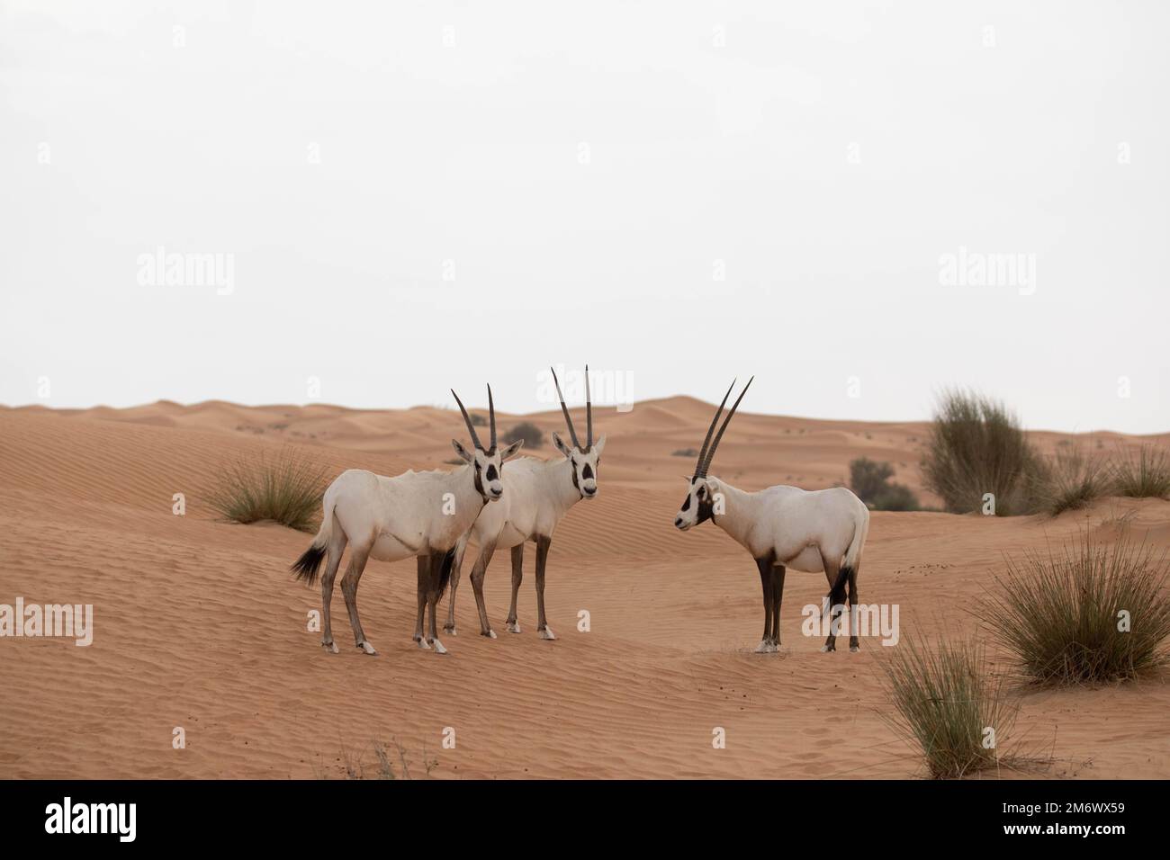 Un groupe de trois oryxes arabes en paysage désertique. Dubaï, Émirats arabes Unis. Banque D'Images