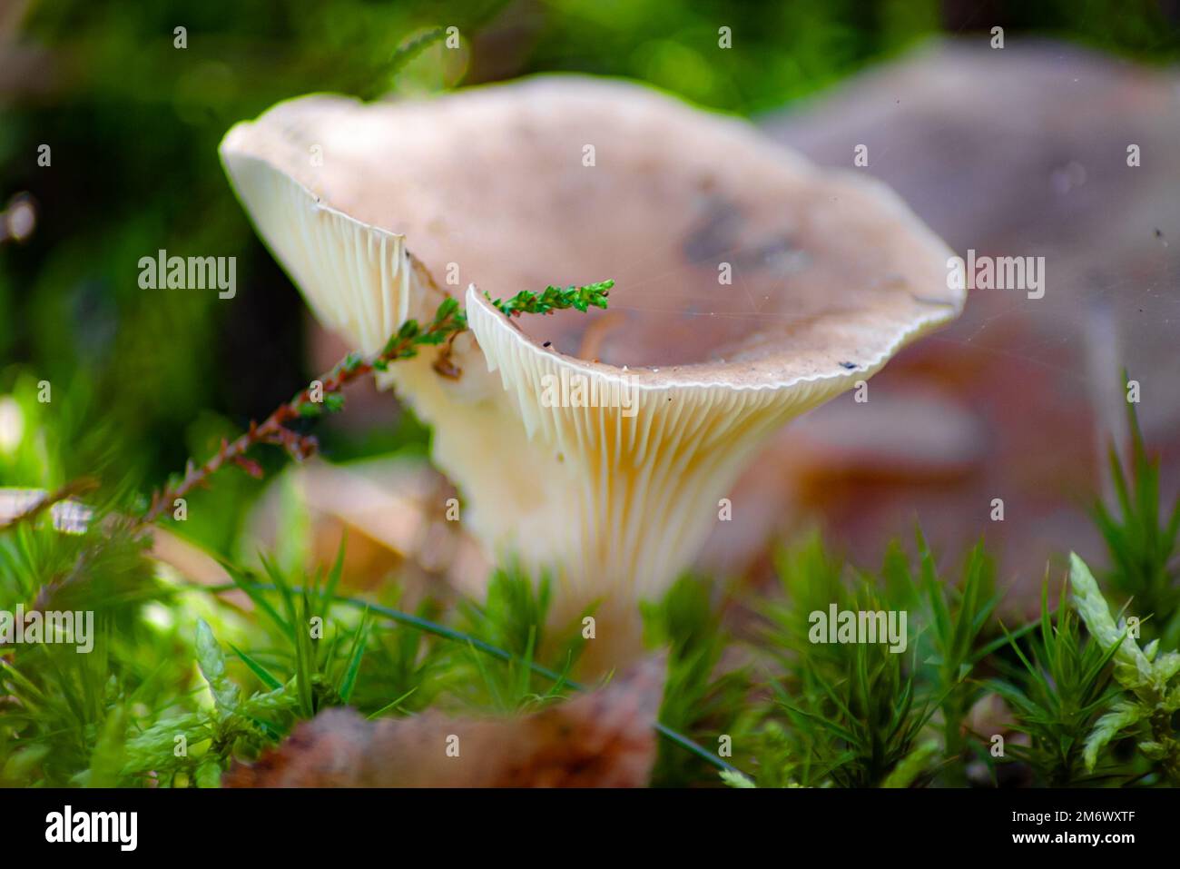 Champignons roses dans la belle lumière d'automne sur un plancher de forêt avec herbe verte luxuriante et troncs d'arbres entourés par des aiguilles de pin Banque D'Images