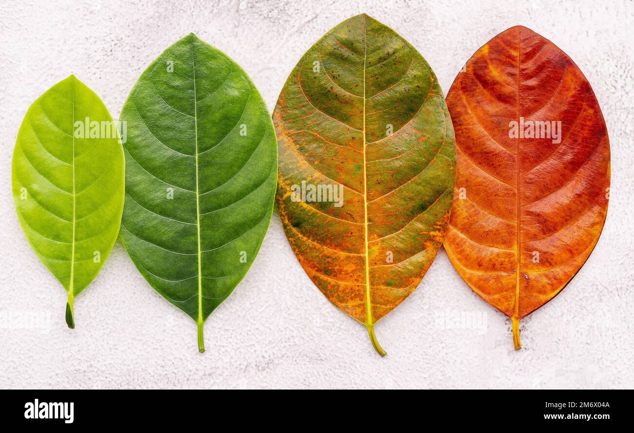 Âge différent des feuilles et couleur sur fond blanc en béton. Concept de vieillissement et de saison feuilles colorées avec espace de pose et de copie plat. Banque D'Images