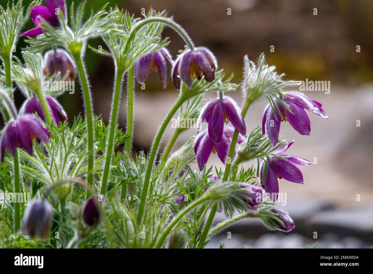 Fleurs de paqueflower pourpres (pulsatilla vulgaris) avec fond flou Banque D'Images