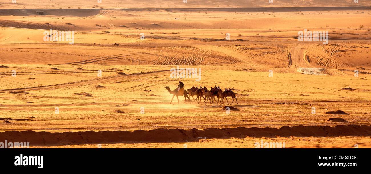 Caravane de chameaux dans le désert de Wadi Rum, Jordanie Banque D'Images