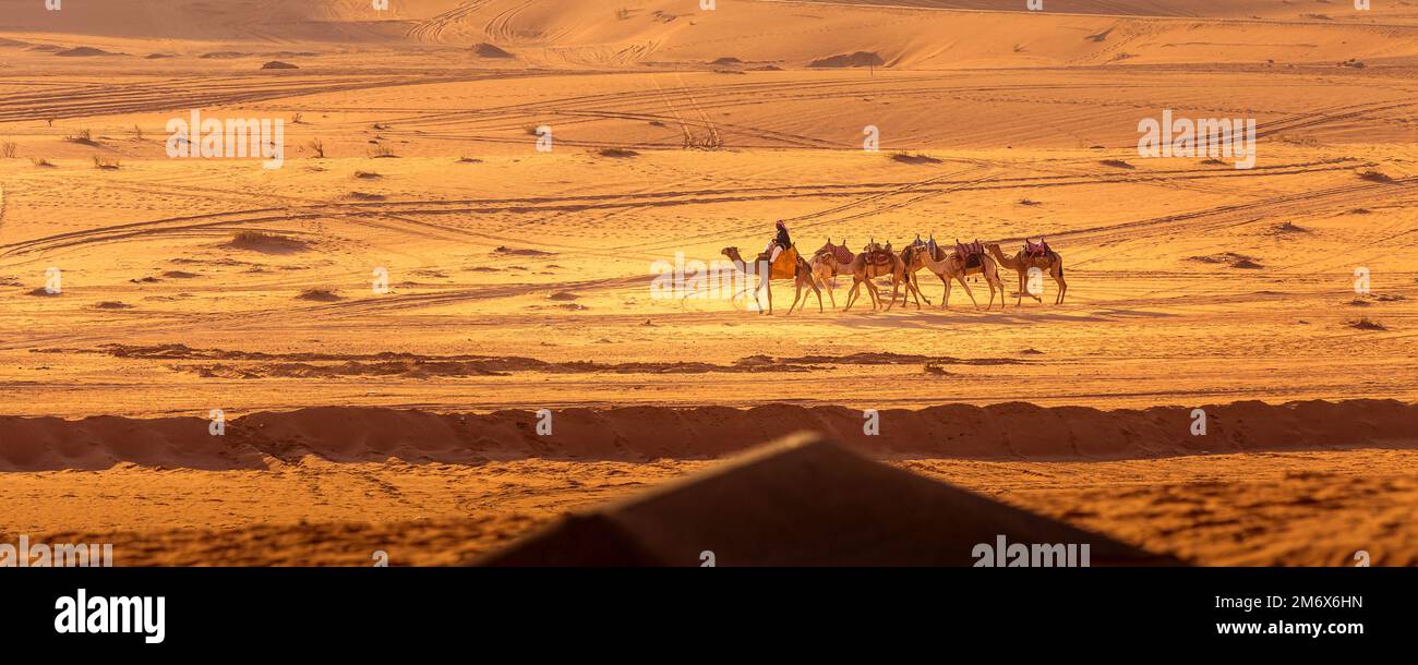 Caravane de chameaux dans le désert de Wadi Rum, Jordanie Banque D'Images