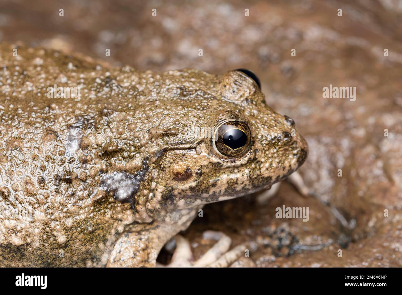 Grenouille dicroglosside, Euphlyctis cyanophlyctis, Satara, Maharashtra, Inde Banque D'Images