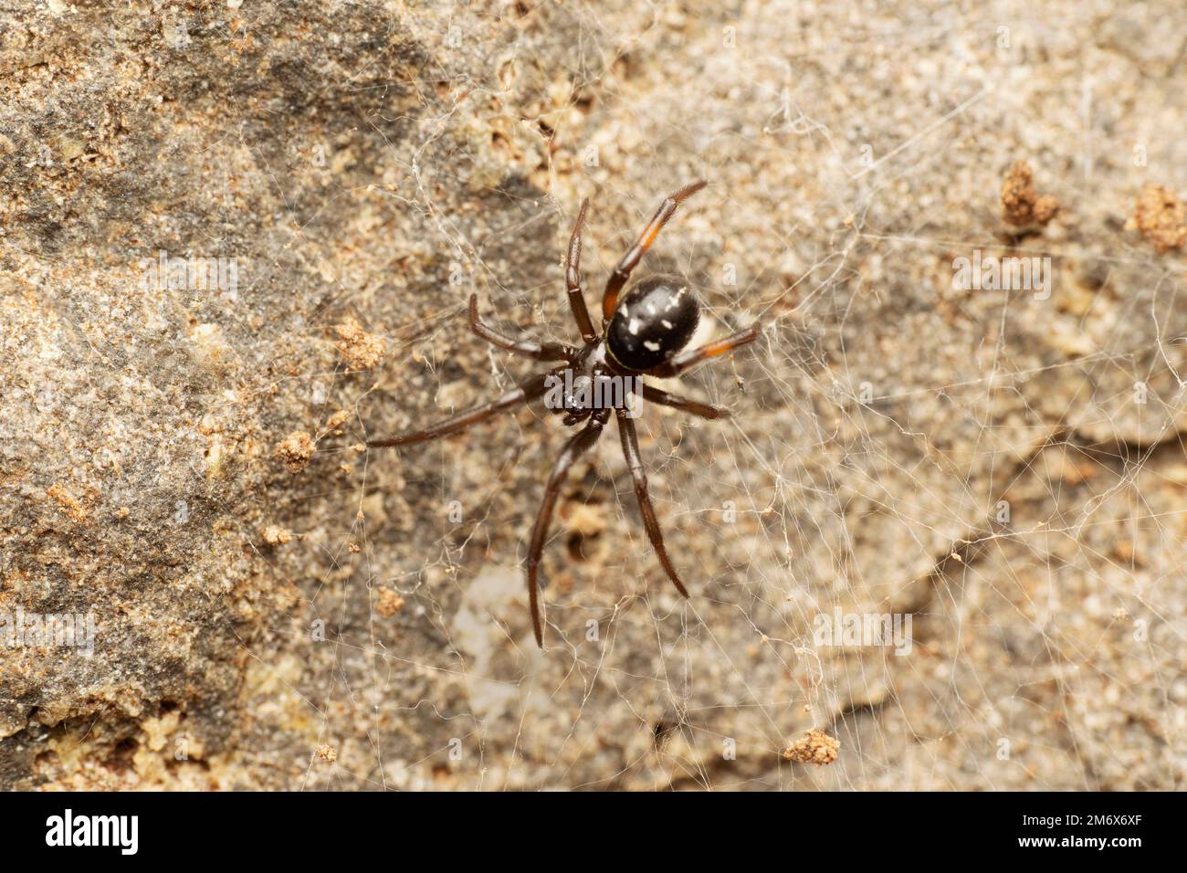 Fausse araignée noire veuve, Steatoda nobilis, Satara, Maharashtra, Inde Banque D'Images