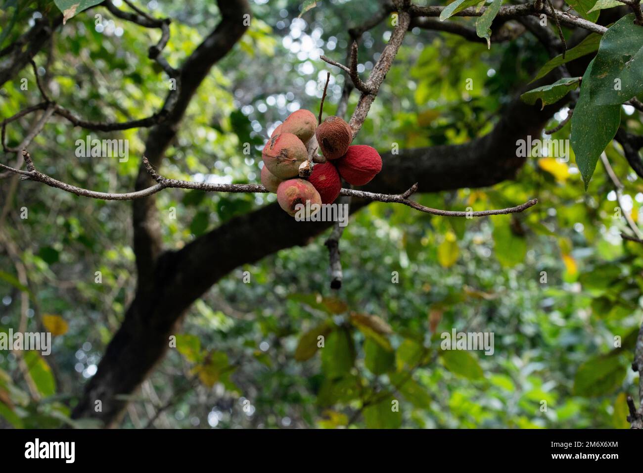 Amande indienne, Terminalia catappa, Satara, Maharashtra, Inde Banque D'Images