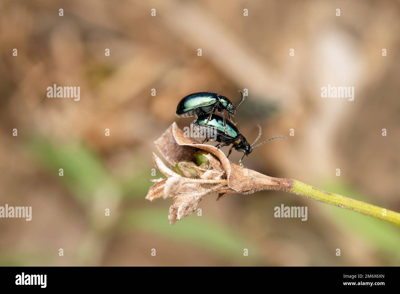 Accouplement du coléoptère des puces, Altica oleracea, Satara, maharashtra, Inde Banque D'Images