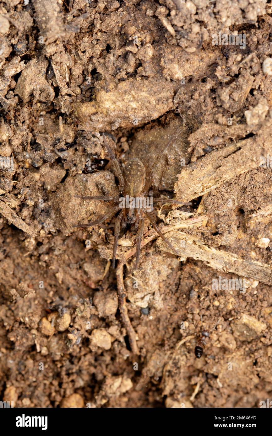Araignée loup terrestre, Trochosa punctipes, Satara, Maharashtra, Inde Banque D'Images