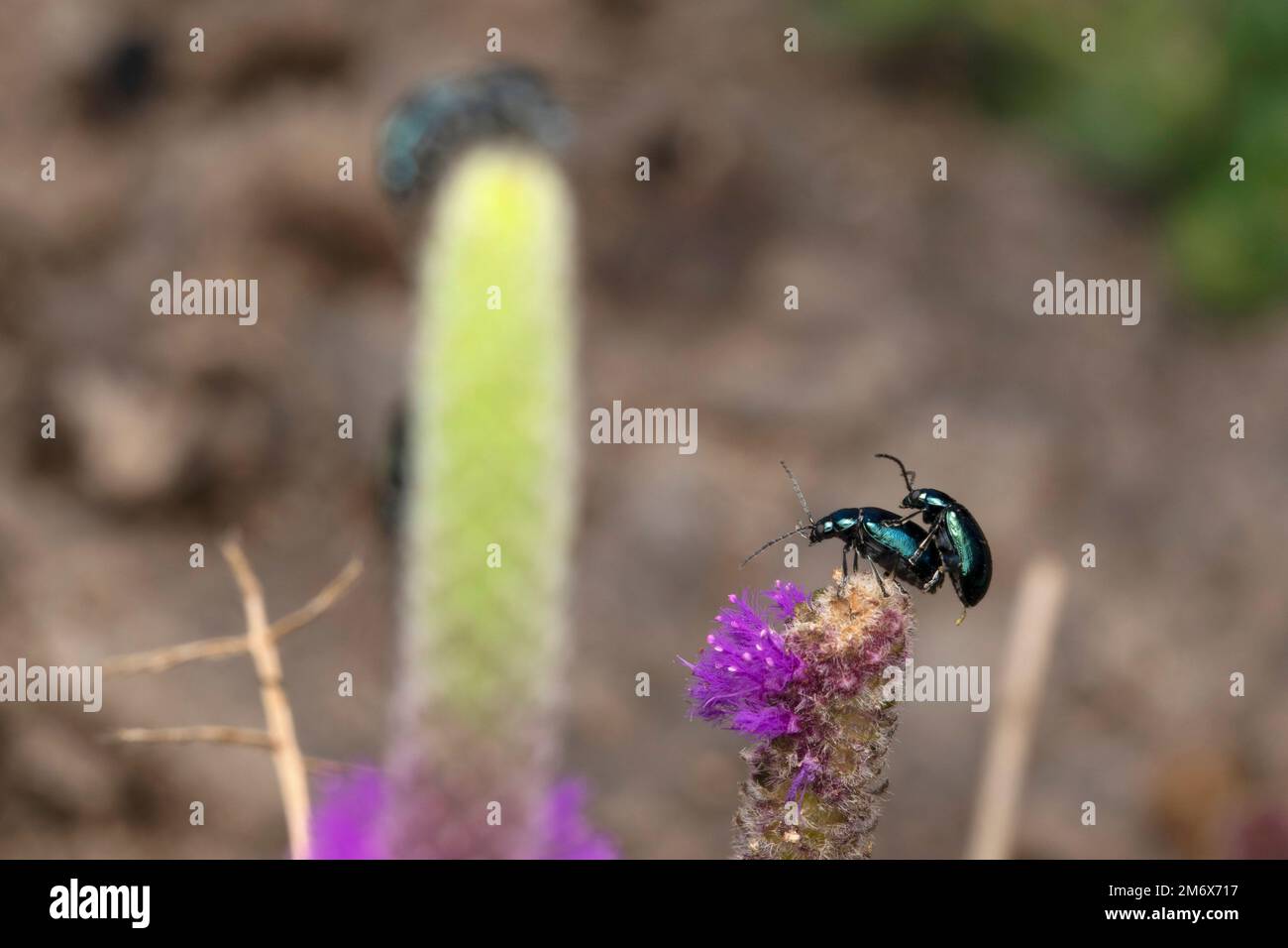 Accouplement massif du coléoptère des puces, Altica oleracea, Satara, maharashtra, Inde Banque D'Images