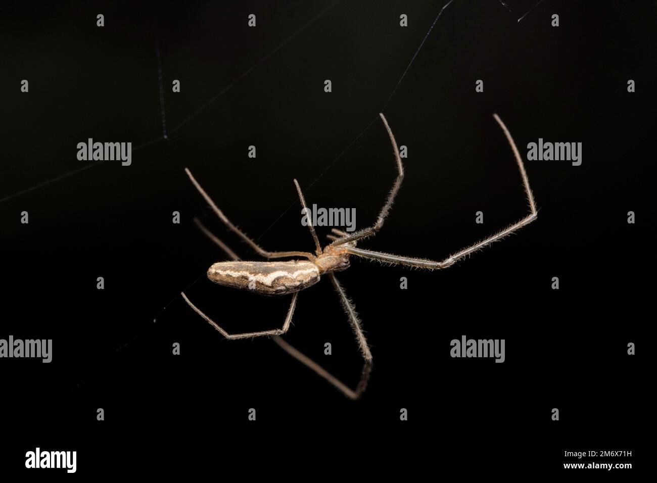 Tisserand à longues mâchoires, Tetragnatha viridorufa, Satara, Maharashtra, Inde Banque D'Images