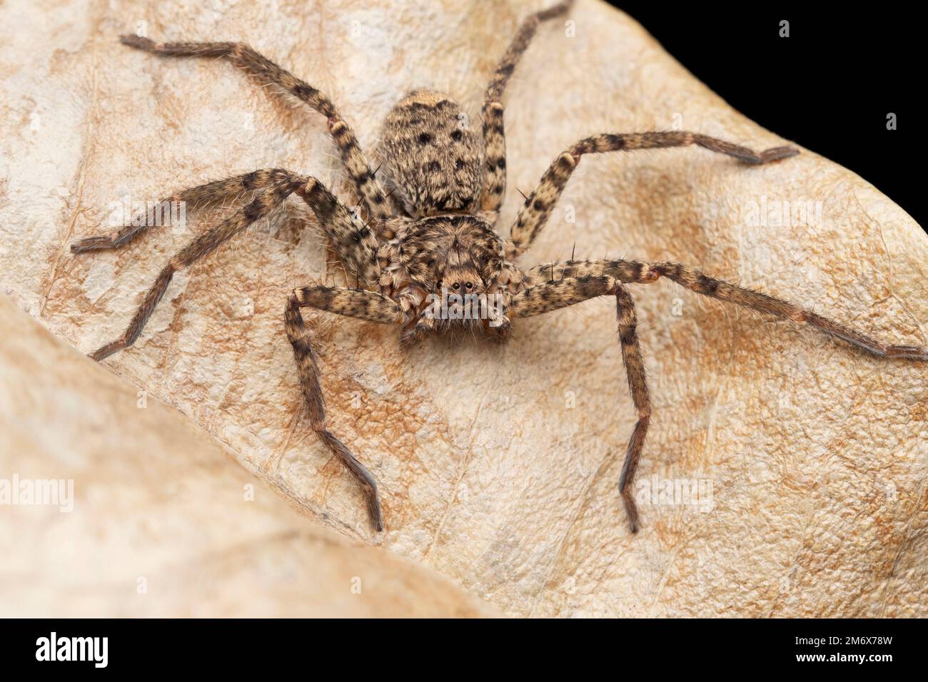 Araignée Huntsman, Heteropoda jugulans, Satara, Maharashtra, Inde Banque D'Images