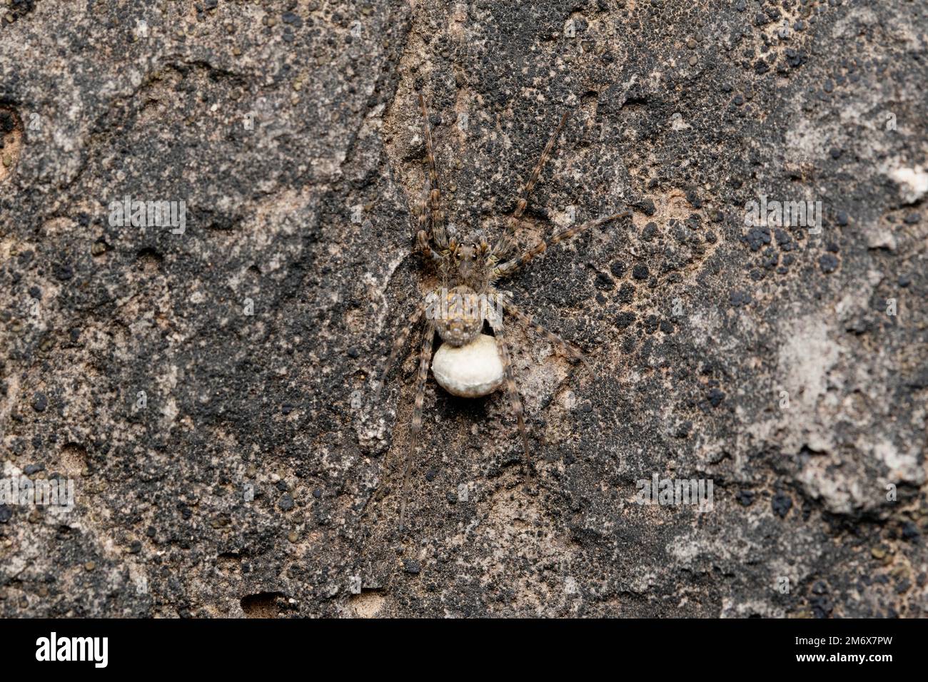 Araignée loup femelle Cammouflée, Pardosa pullata avec sac à oeufs Banque D'Images