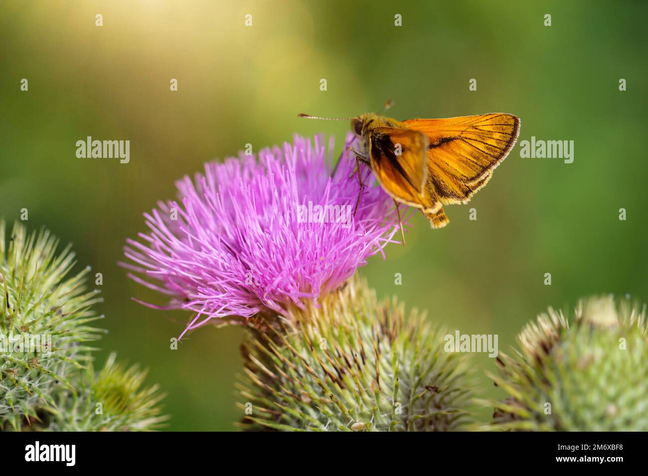 Un papillon noir à tête bombée (Thymelicus lineola) sur un chardon à lait. Banque D'Images