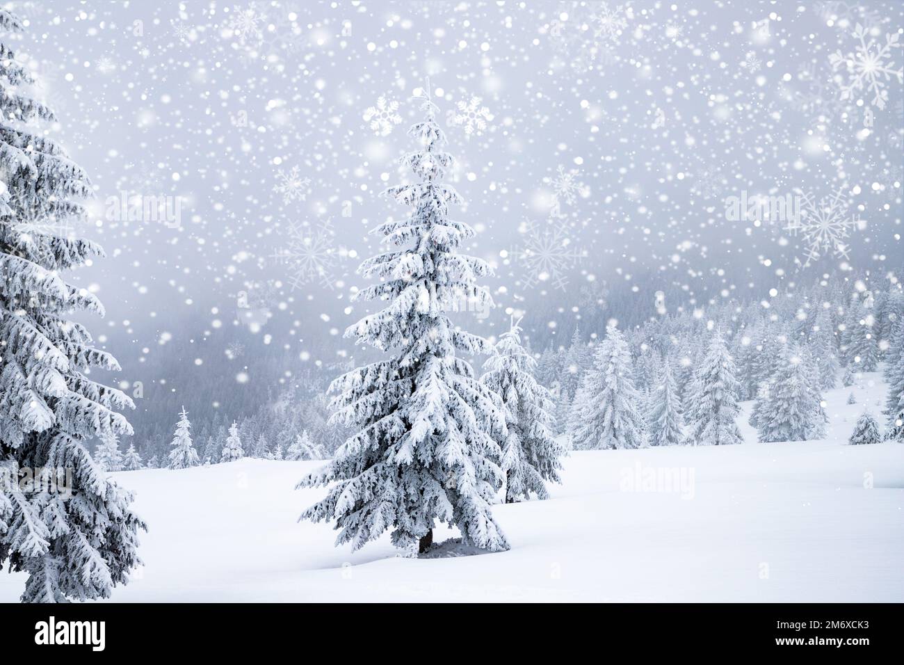 Paysage hivernal gelé magique avec sapins enneigés Banque D'Images