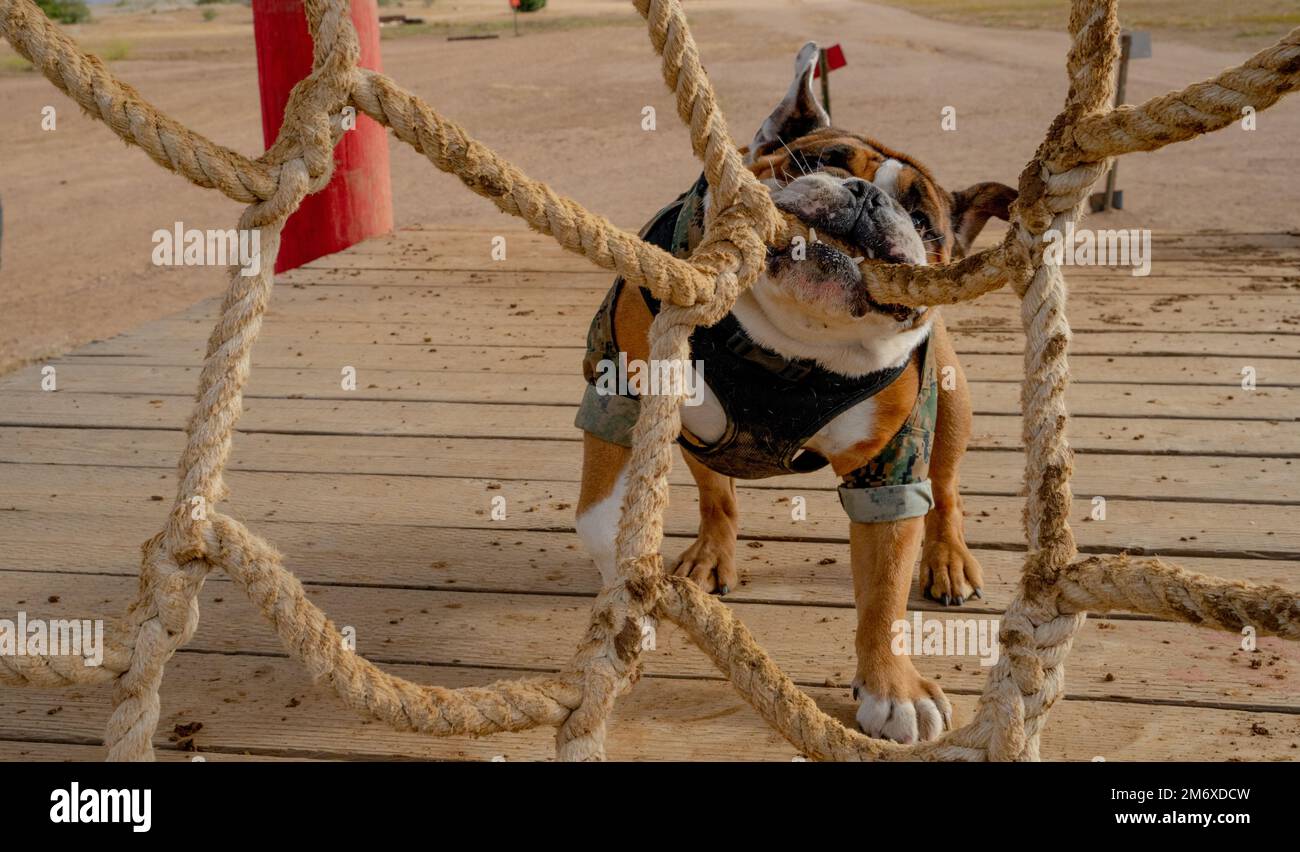 Le Cpl. Manny, mascotte du Marine corps Recruit Depot (MCRD) de San Diego, inspecte un obstacle sur le camp de base des Marines Pendleton, 9 mai 2022. Manny a été nommé d’après le Sgt Johnny R. Manuelito, l’un des «29» Navajo Code Talkers. Banque D'Images