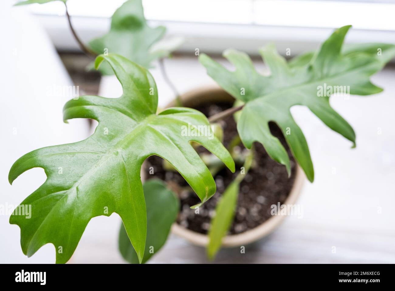 La mayonnaise de Philodendron à l'intérieur de la maison. Feuilles sculptées d'une maison dans une casserole. Soins et culture de plantes tropicales, Banque D'Images