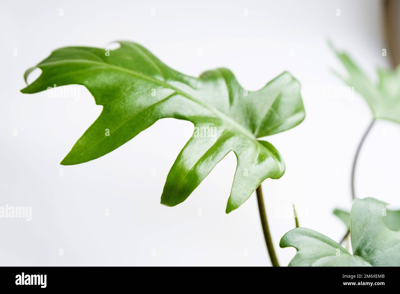 La mayonnaise de Philodendron à l'intérieur de la maison. Feuilles sculptées d'une maison dans une casserole. Soins et culture de plantes tropicales, Banque D'Images