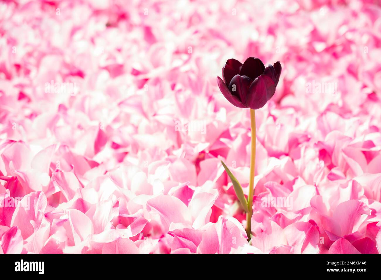 Fleur de fleurs de tulipe de couleur rose Banque D'Images