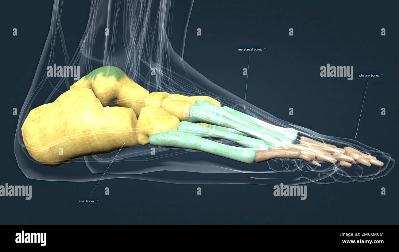 Anatomie du pied humain, os métatarsiens Photo Stock Alamy — free download