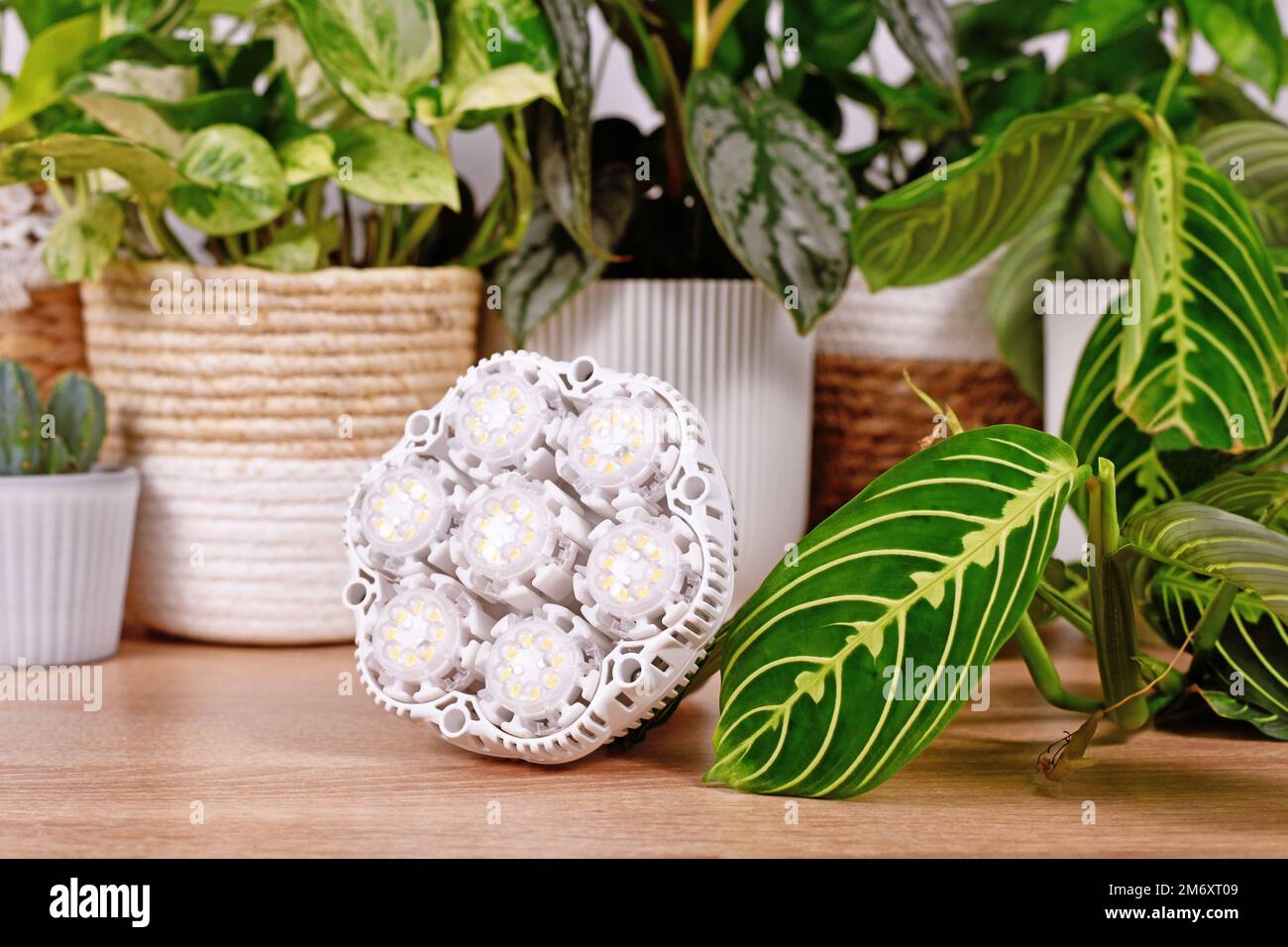 L'usine À LED produit de la lumière devant les plantes de maison Banque D'Images