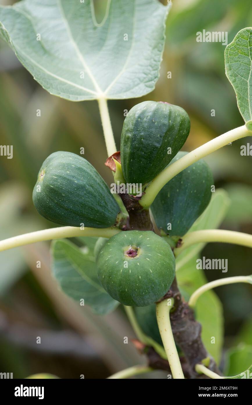 Jeune deuxième récolte de figues sur les branches d'arbres de cette année qui sont peu susceptibles de mûrir dans les climats frais, Berkshire, août Banque D'Images