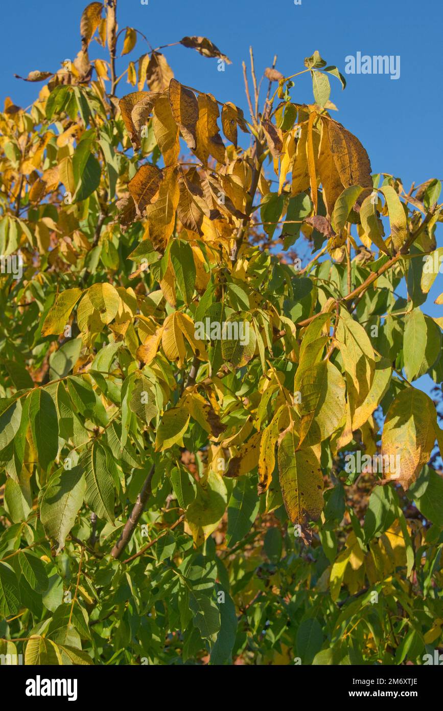 Noyer (Juglans regia) avec des feuilles aux couleurs automnales vives de jaune, marron et vert, contre un ciel bleu dans un verger de jardin, Berkshire, octobre Banque D'Images