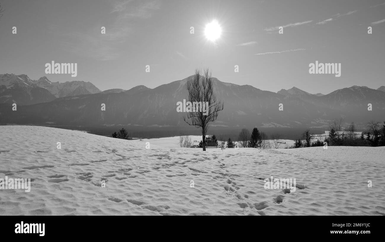 Empreintes de pieds dans la neige avec rayons du soleil sur les petits arbres et les montagnes en arrière-plan en hiver en Autriche en noir et blanc Banque D'Images