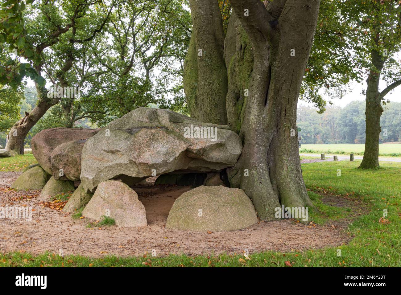 Paire de dolmen D21 et D22 surcultivé par un grand arbre en automne dans le petit village Bronnger atHondsrug à Drenthe pays-Bas Banque D'Images