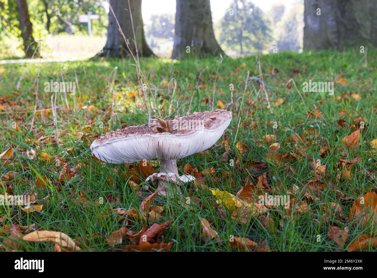 Funghi ferme de champignons parasol le long d'un chemin dans la forêt pendant la saison d'automne Banque D'Images