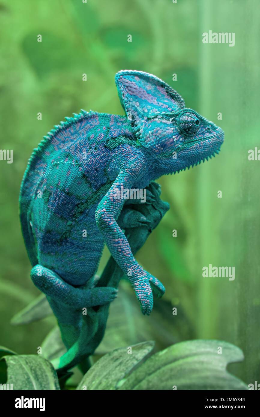 Le caméléon bleu Chamaeleonidae est une famille de lézards qui peuvent changer la couleur du