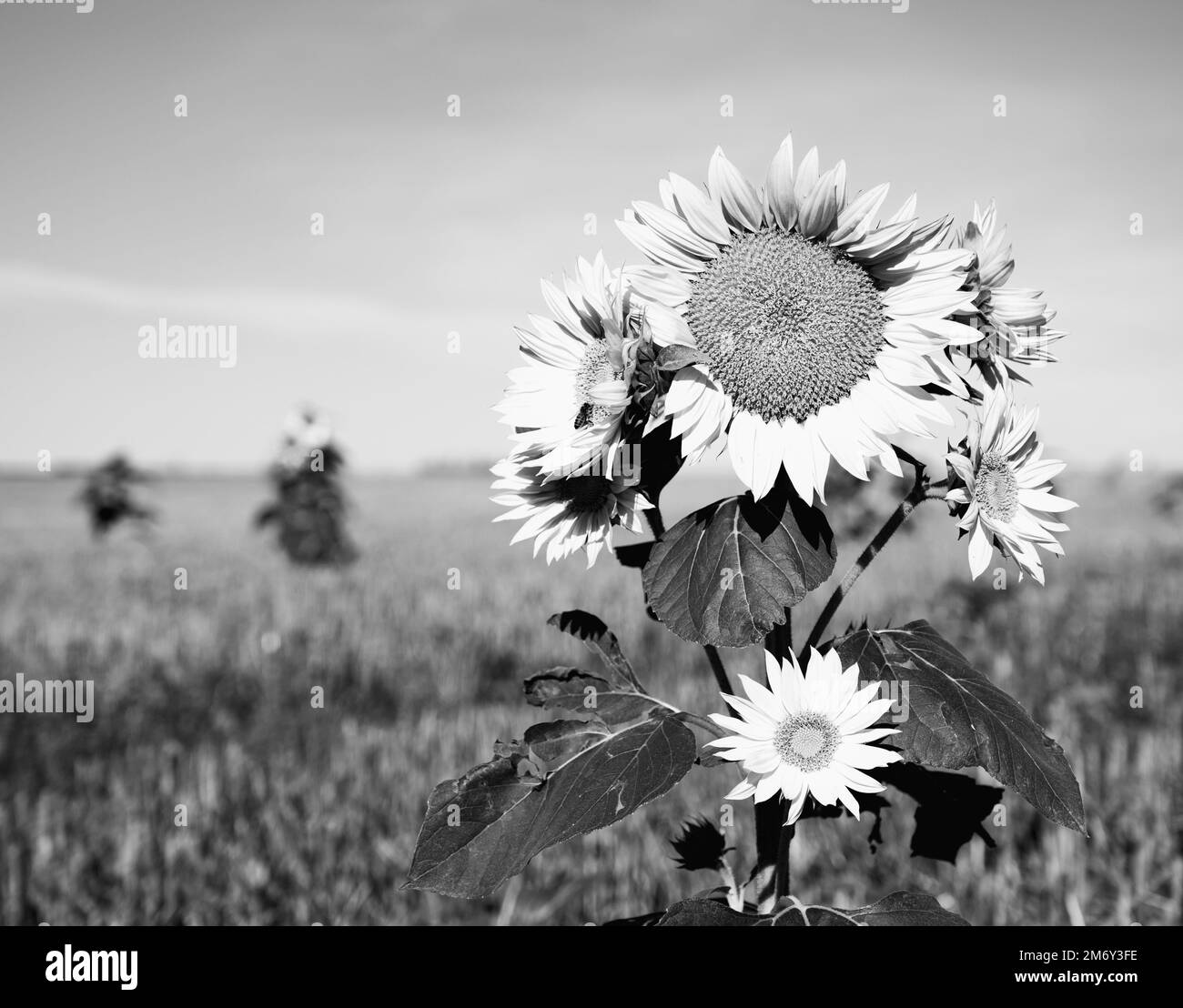 Photographie de tournesol dans un pré.beau champ avec fleur de tournesol doré isolé.tournesol gros plan. tournesol simple Banque D'Images