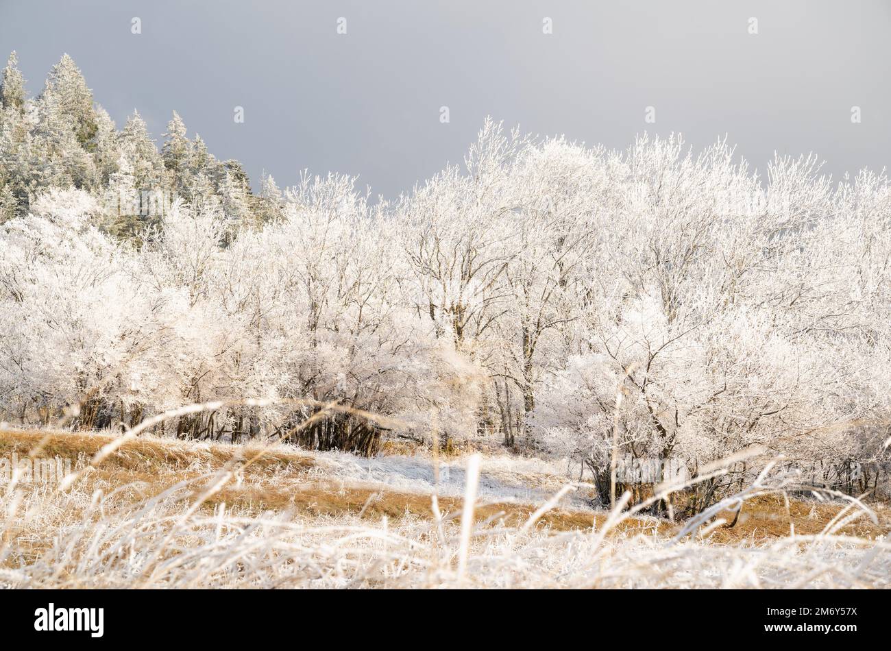 Neige qui fond au soleil. Neige qui fond dans la chaleur. Arrière-plan de fête de Noël. Fond de neige au soleil. Paysage de montagne avec neige Banque D'Images