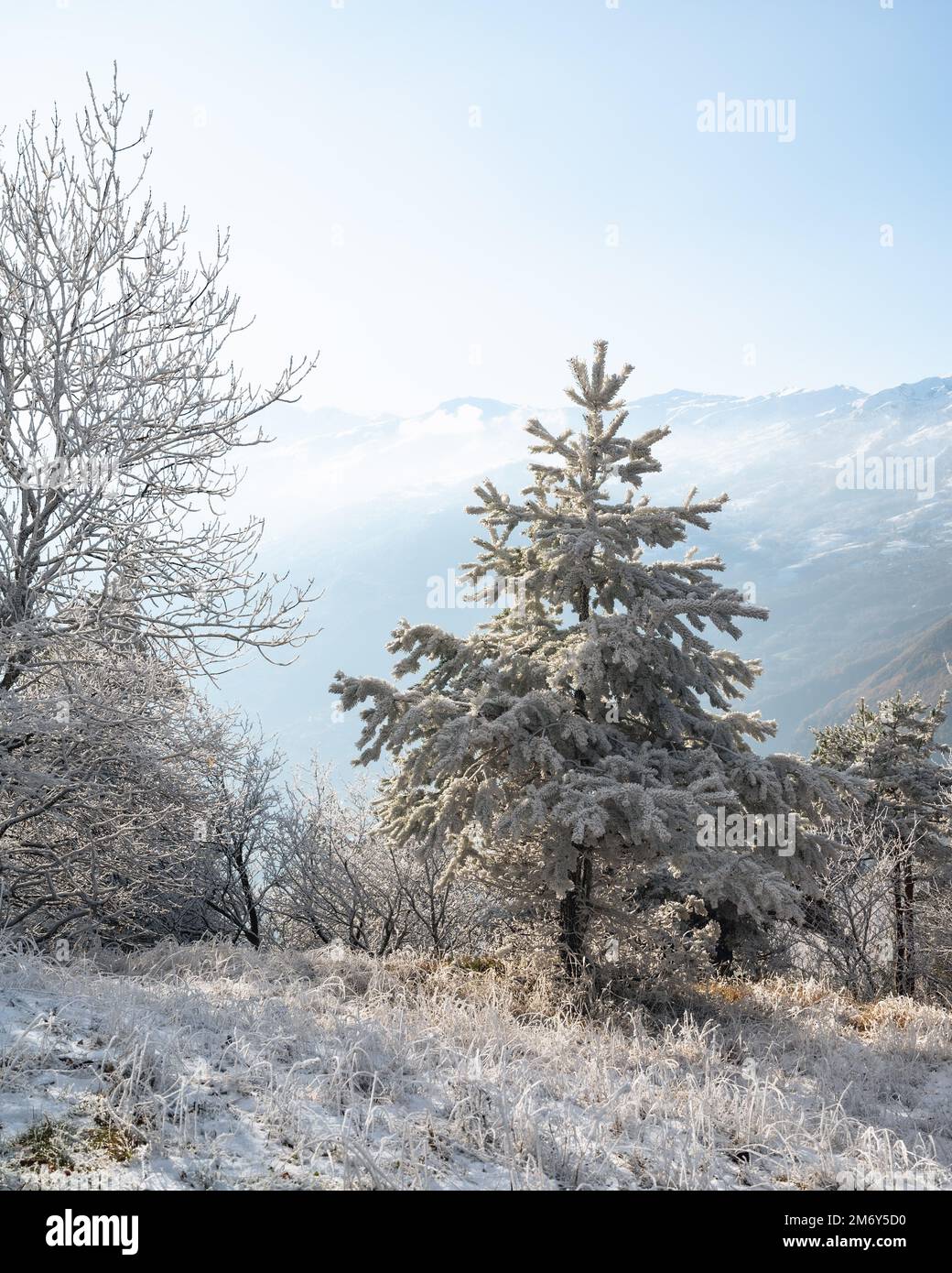 Un arbre solitaire dans les montagnes. Ambiance de Noël. Des photos de qualité. Sapin au lever du soleil. Sapin sous la neige. arbre dans les alpes. Grand arbre isolé. Banque D'Images