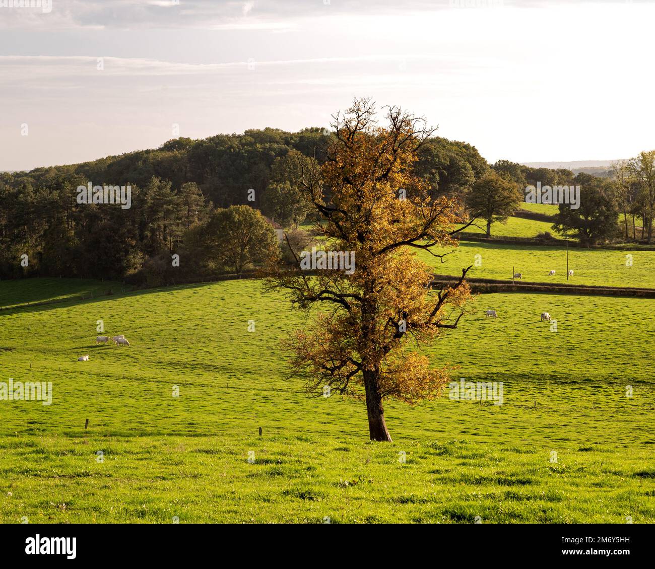 Magnifique photographie de paysage en France. Photo de paysage en Bourgogne. Photo de paysage dans le Nièvre. Prairie avec église avec soleil. 58 en France. Banque D'Images