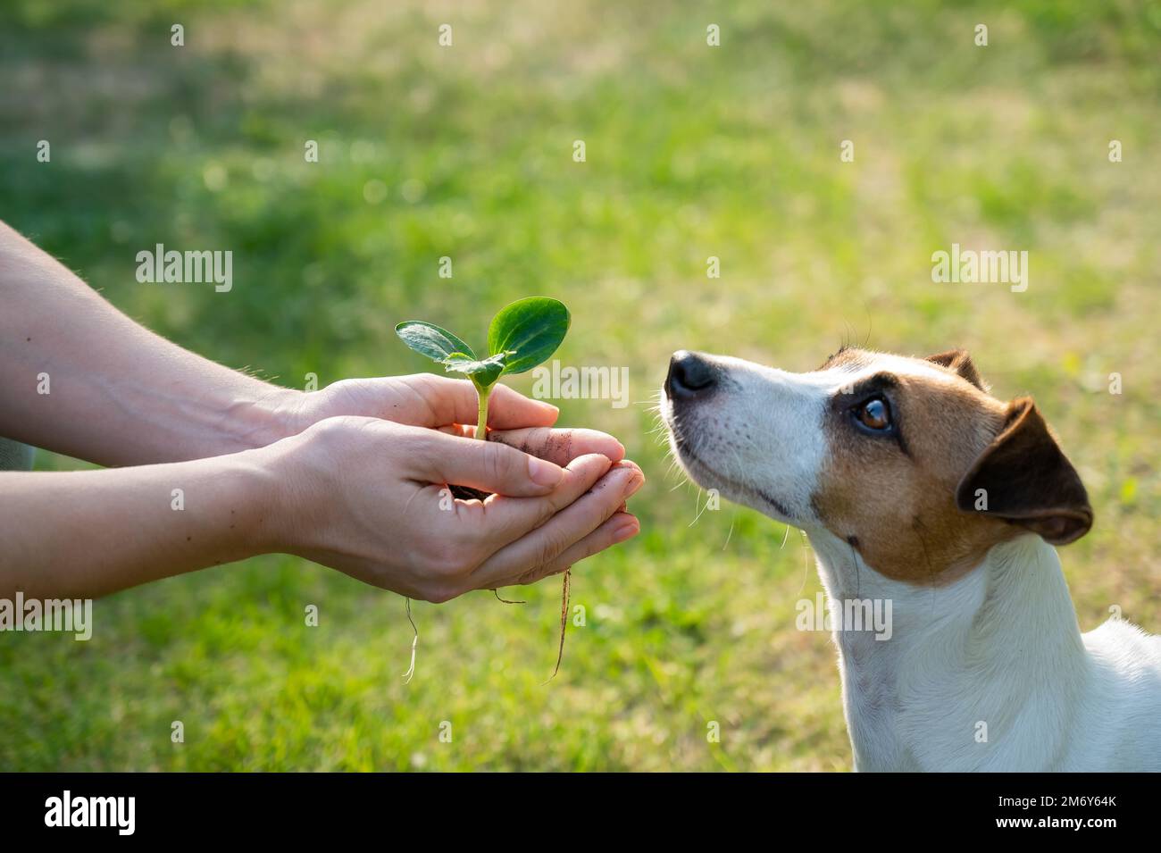 Une femme tient un germe entre ses mains à côté du museau d'un chien Jack Russell à l'extérieur. Banque D'Images