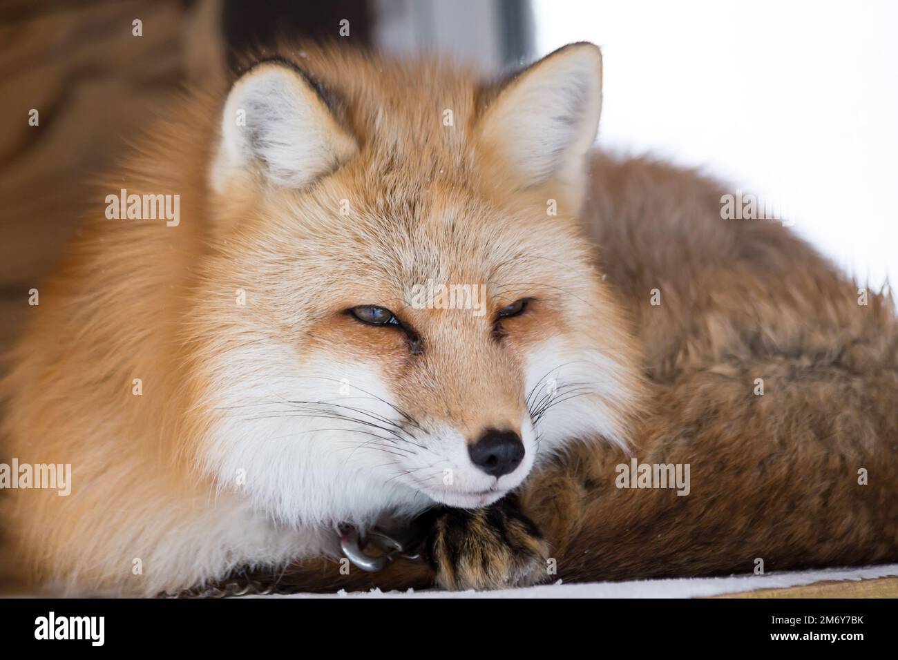 Renard et neige Banque D'Images