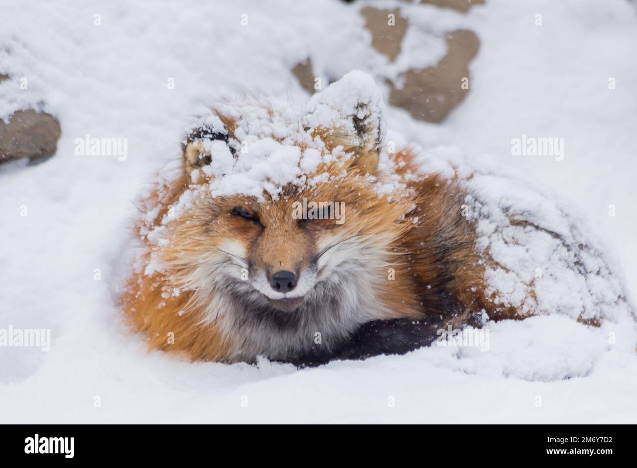 Renard et neige Banque D'Images