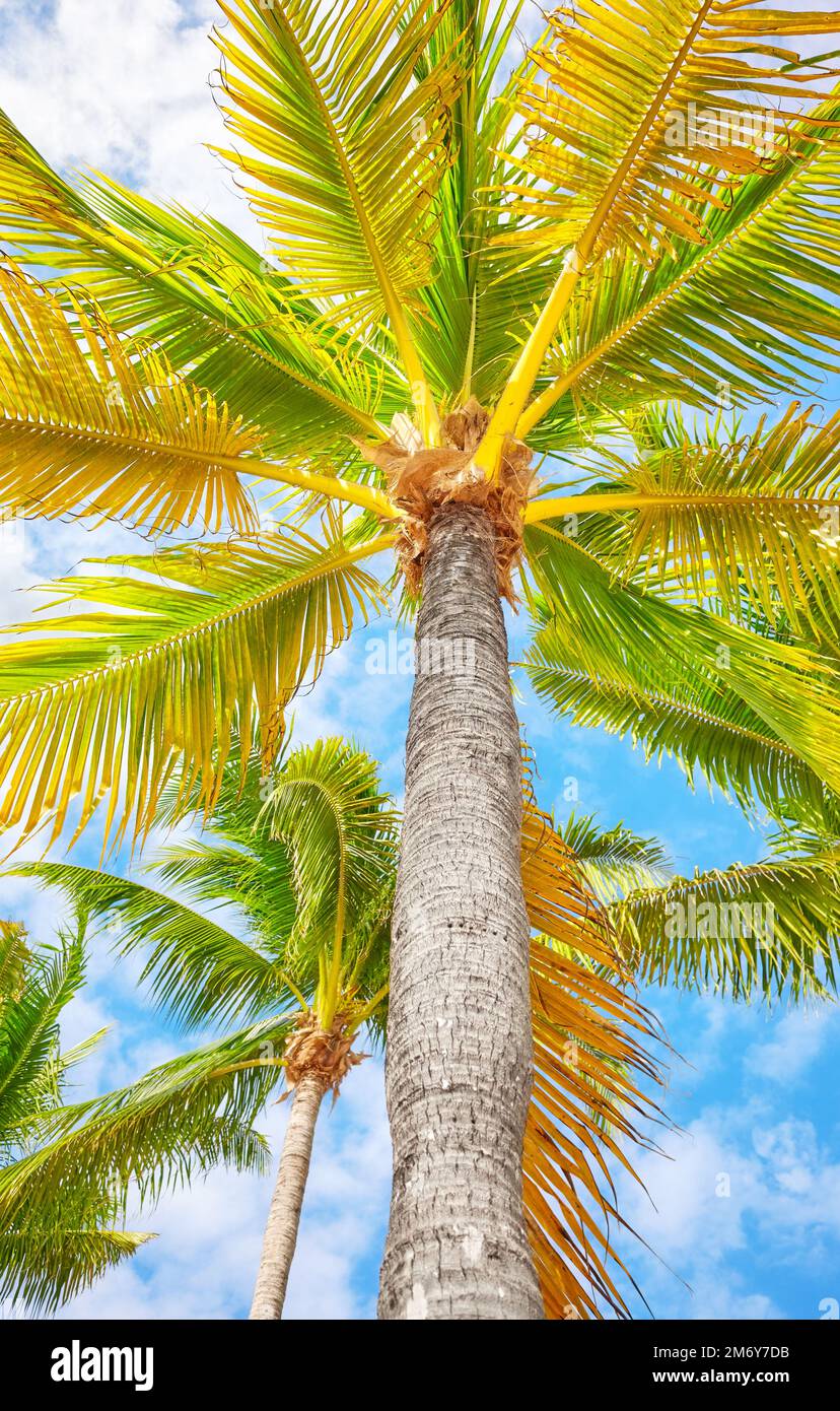 Palmiers à noix de coco contre le ciel, vue de dessous, péninsule du Yucatan, Mexique. Banque D'Images