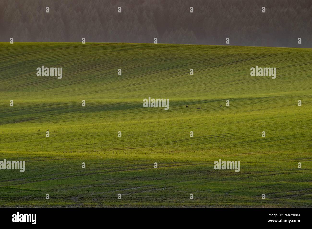 Paysage panoramique avec de belles collines vertes et le soleil illuminant les champs.colline verte éclairée par le soleil. Fond d'écran de champ d'exploitation. Fond de colline vert. Banque D'Images