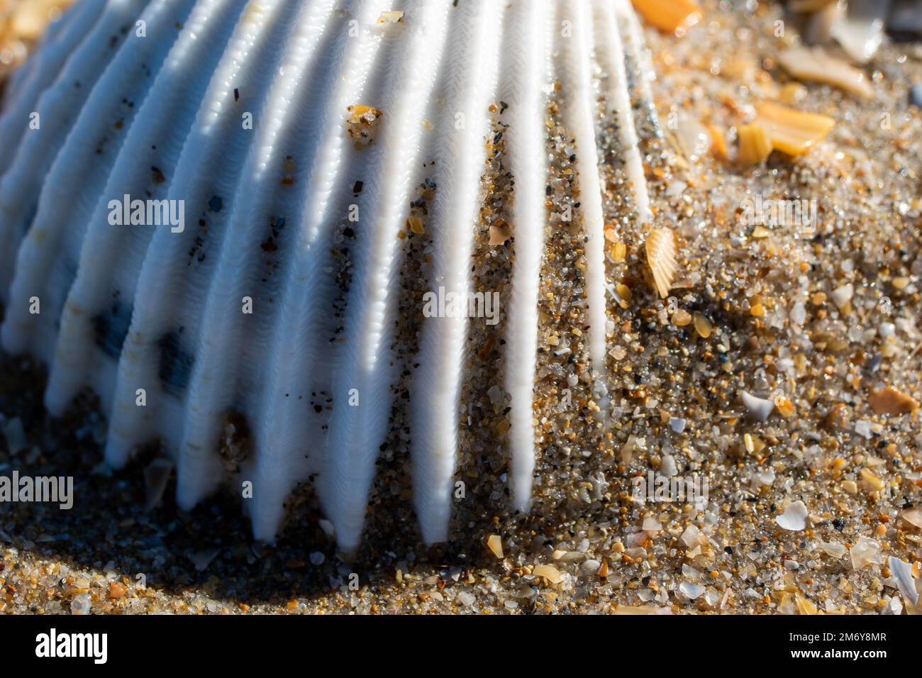 seashell sur une plage.diverses et colorées coquillages avec soleil.concept d'été avec plage et coquillages. Fond d'écran de la plage de la mer Banque D'Images