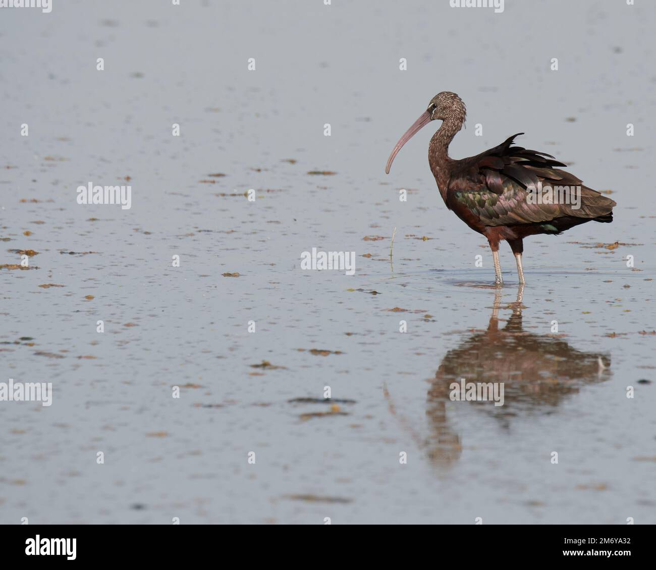 Ibis commun sur la rive d'un radeau avec réflexion Banque D'Images