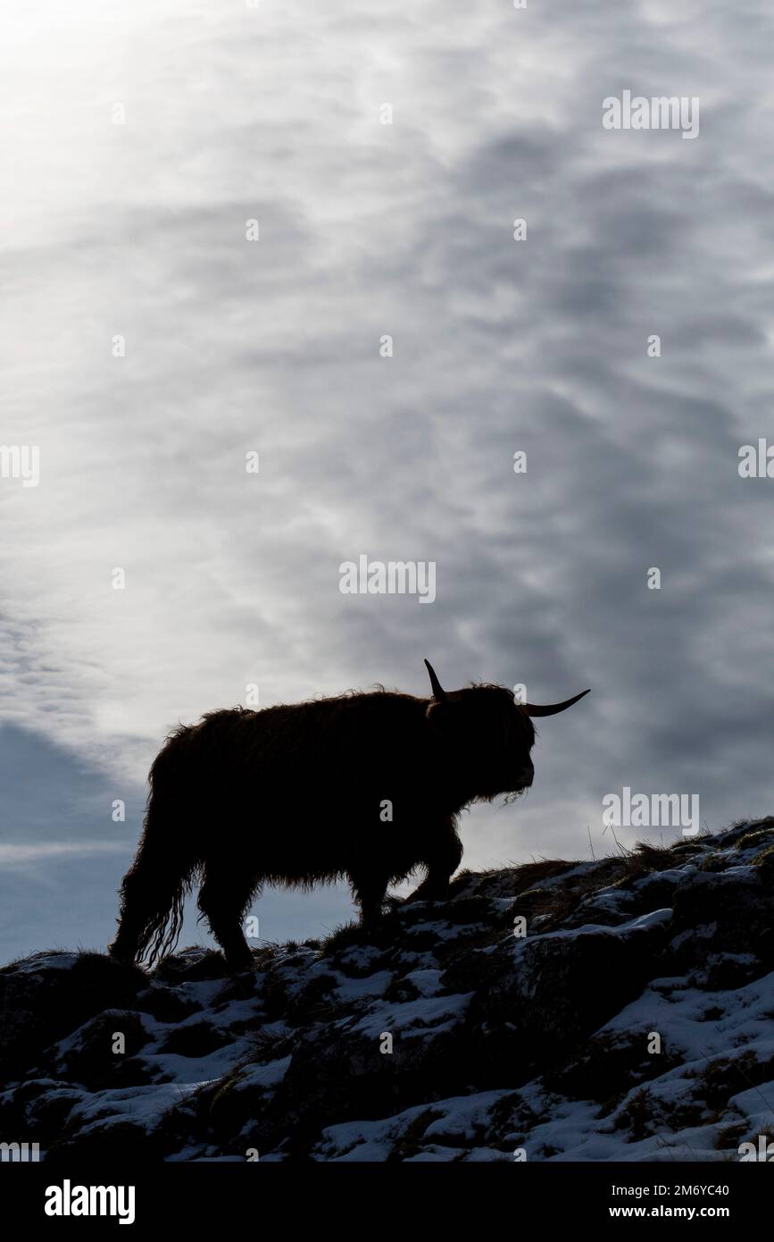 Silhouette de Highland Cow contre portrait ciel nuageux. Banque D'Images