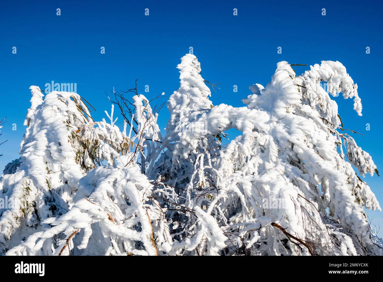 Branches d'un arbre totalement couvert de givre sur un jour ensoleillé dans les montagnes Ore. Banque D'Images