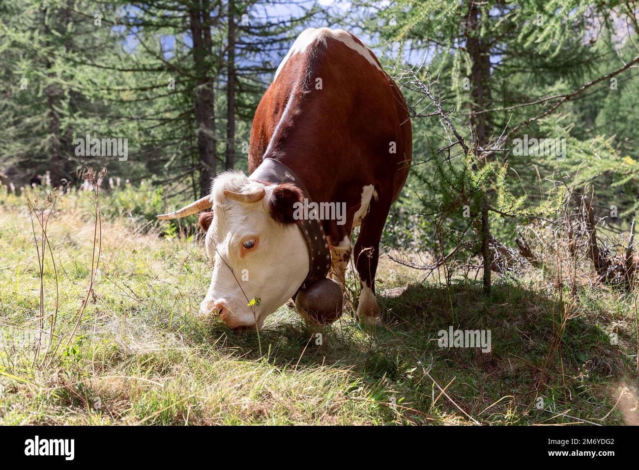 Adorable vache à peau brune et cils blancs avec une grande cloche en métal sur une large sangle en cuir autour de son cou grignote un pré de montagne Banque D'Images