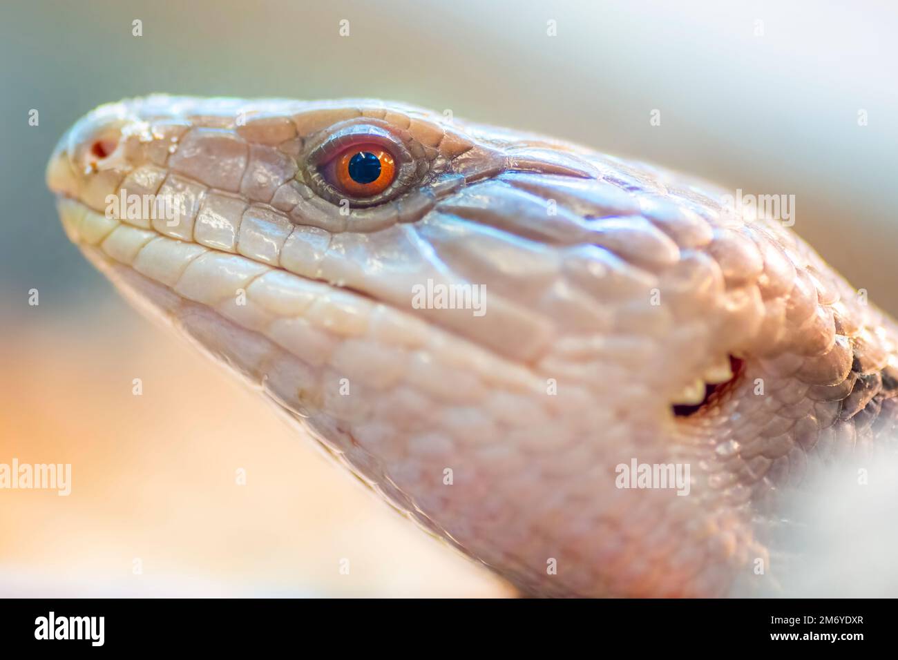 Portrait en gros plan de la tête du lézard de langue bleue orientale (Tiliqua scincoides). Banque D'Images