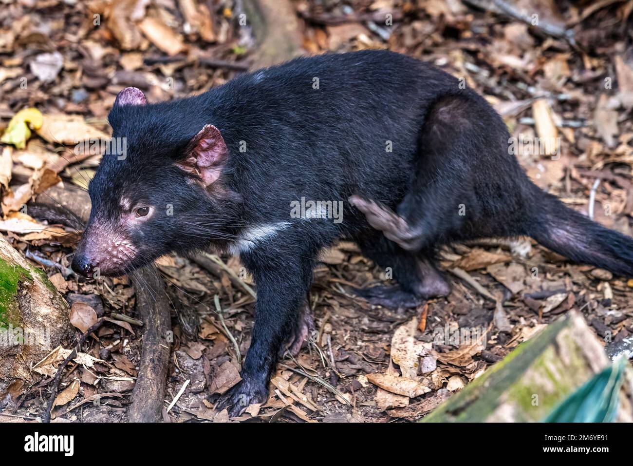 Diable de Tasmanie (Sarcophilus harrisii) en train de gratter la jambe arrière. Banque D'Images