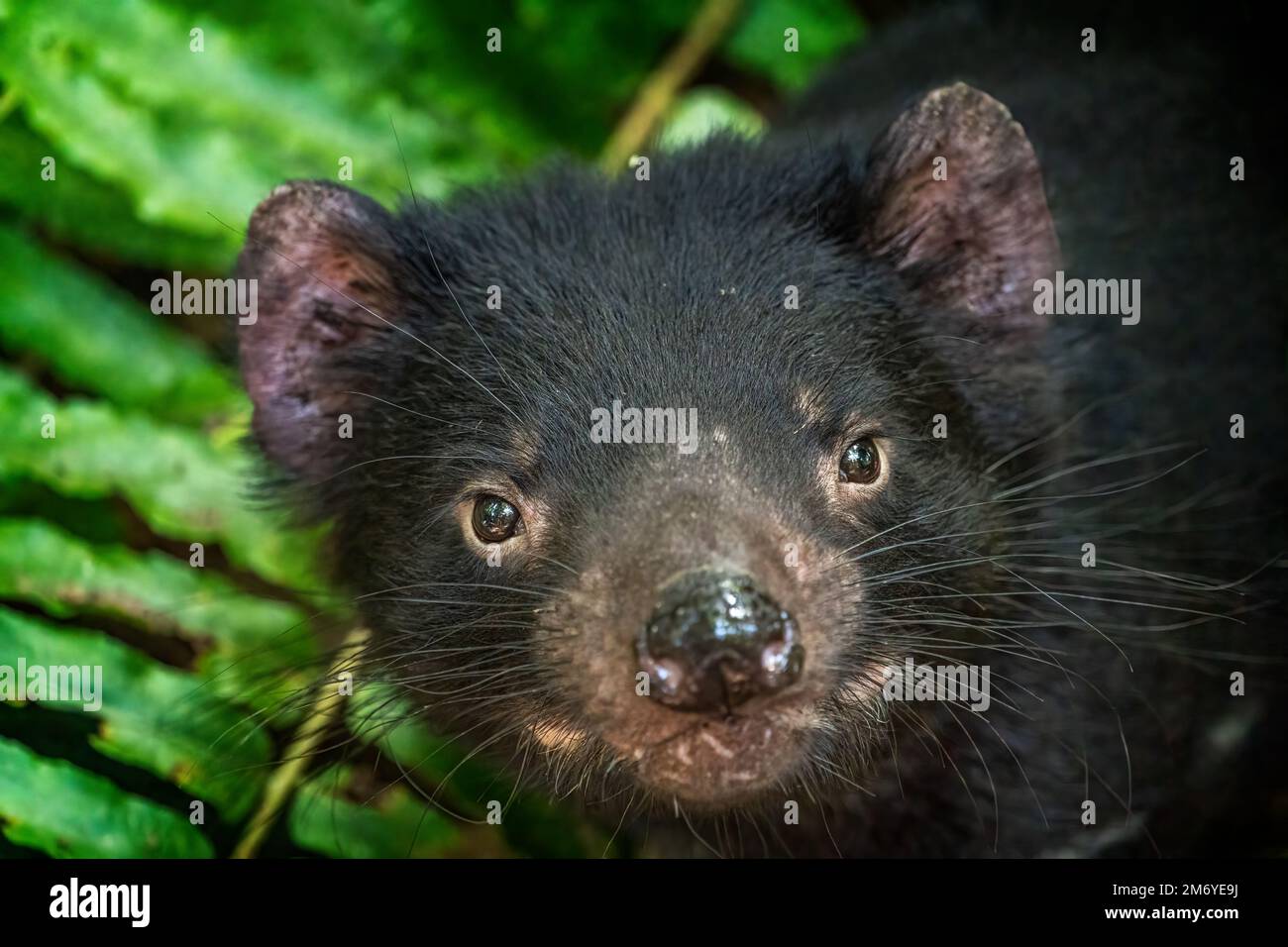 Gros plan du visage du diable de Tasmanie (Sarcophilus harrisii) en regardant vers l'appareil photo. Banque D'Images