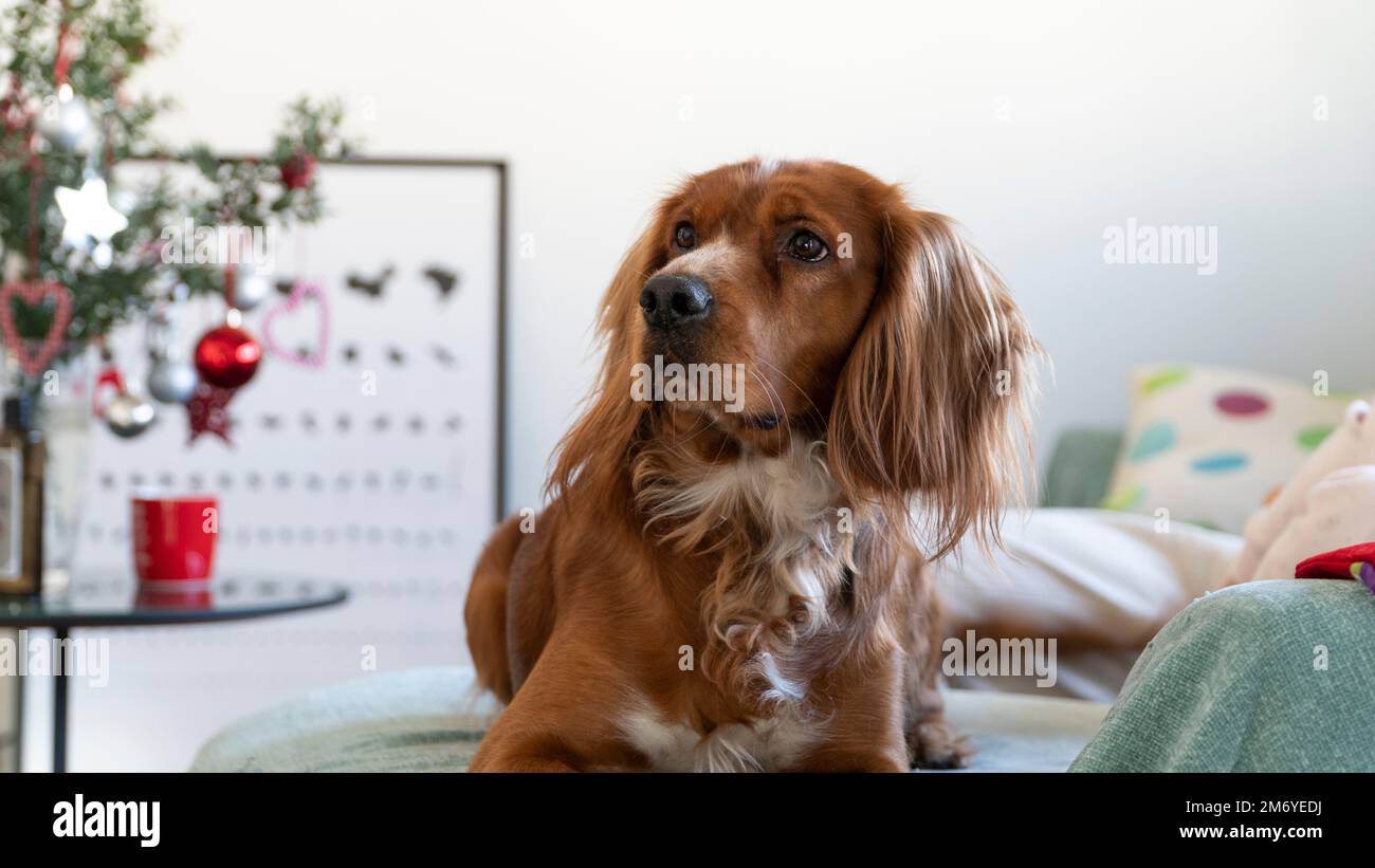 Portrait d'un chien assis sur un canapé à la maison à l'heure de Noël. Mise au point sélective incluse. Banque D'Images