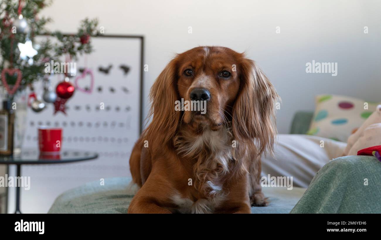 Portrait d'un chien assis sur un canapé à la maison à l'heure de Noël. Mise au point sélective incluse. Banque D'Images