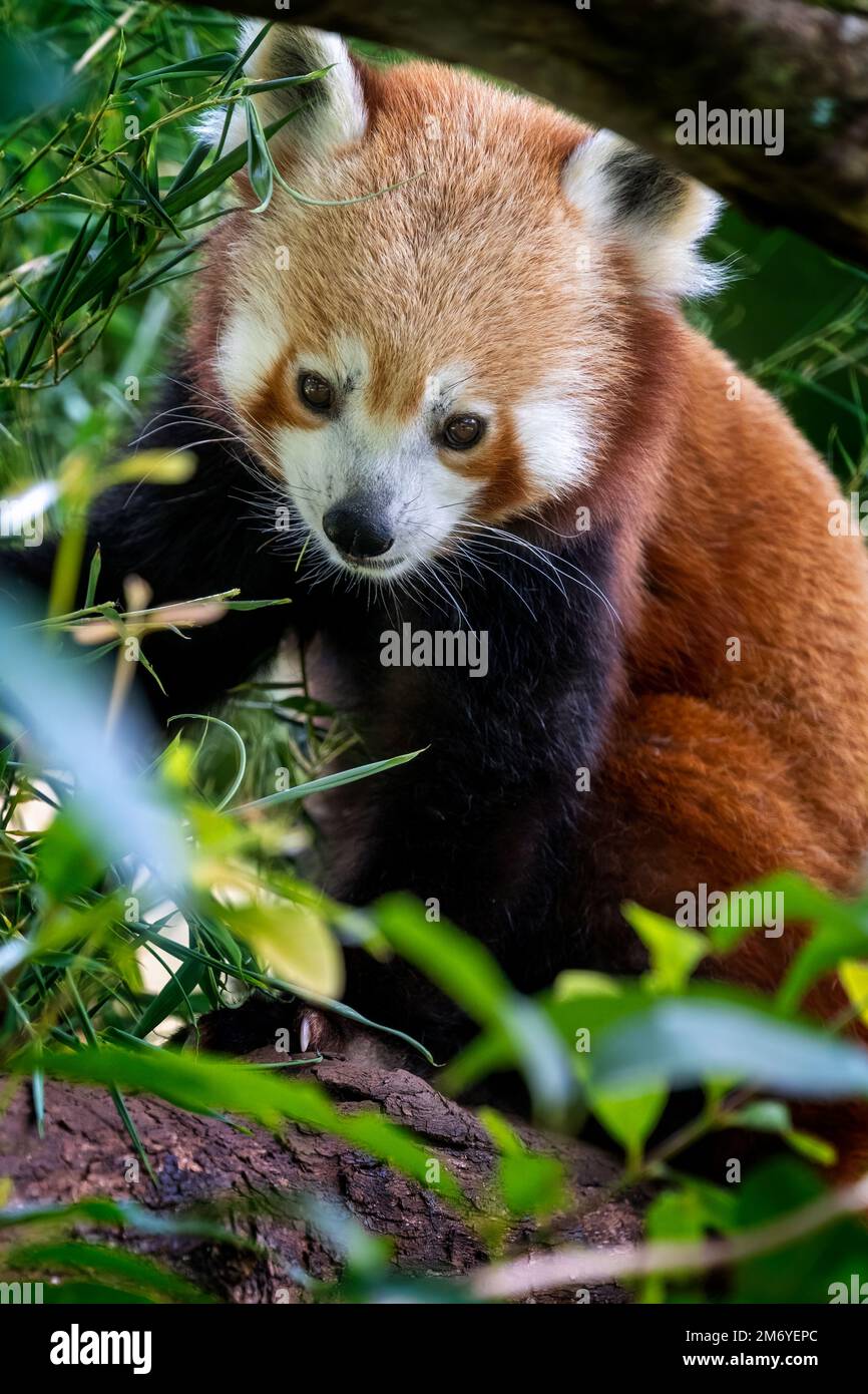 Panda rouge (Ailurus fulgens) dans l'arbre. Banque D'Images
